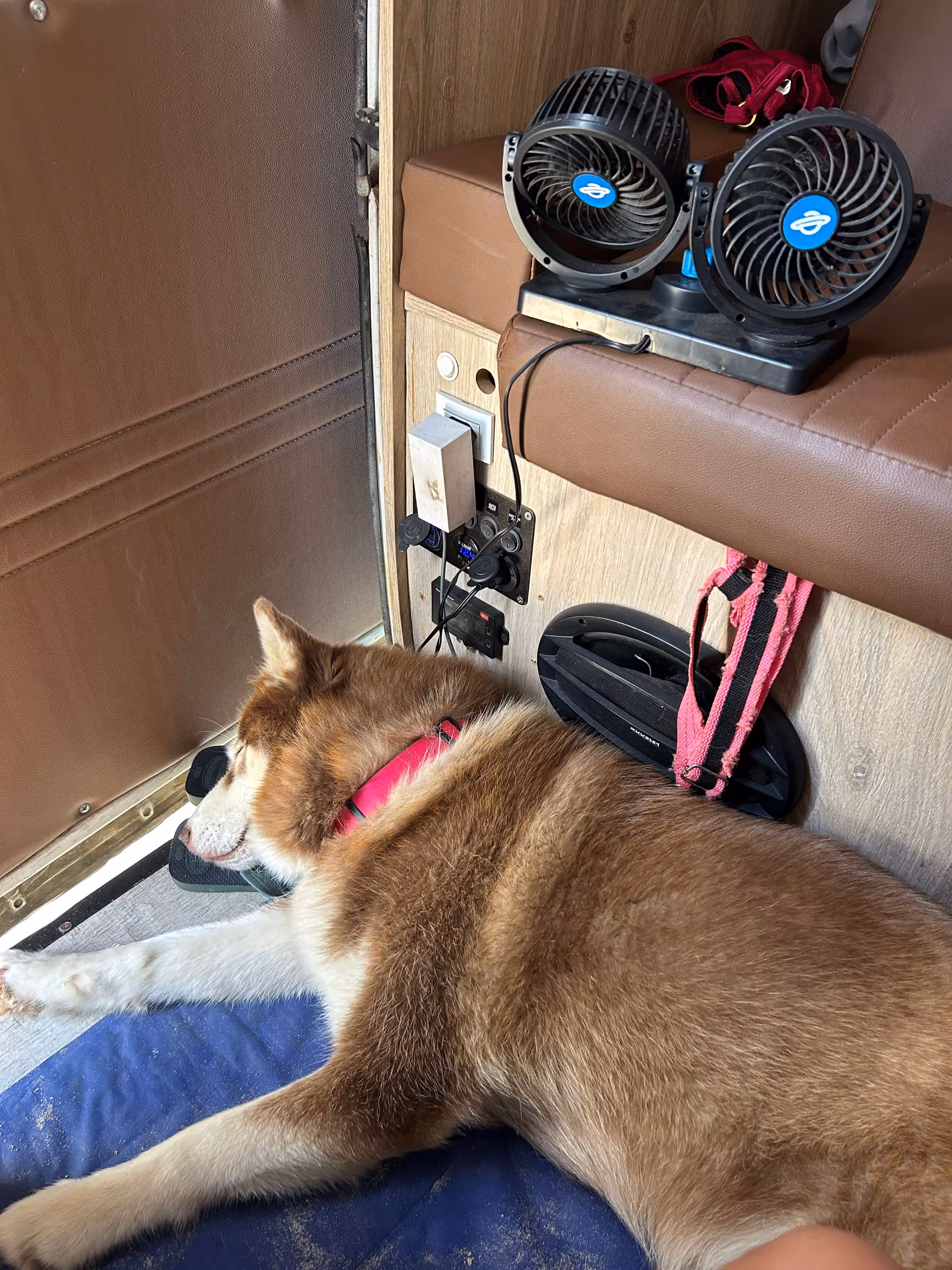 Roteiros planejados para pets